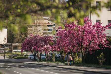 Japonske češnje nas spet razveseljujejo